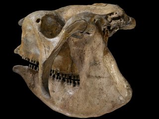 Почему древние млекопитающие Южной Америки не дожили до нашего времени