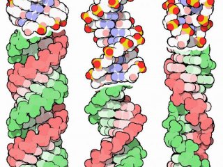 Ученые хотят рассматривать ДНК как «энергетический код»