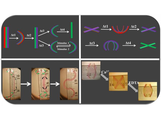 Новые 4D-материалы изгибаются, как натуральные ткани