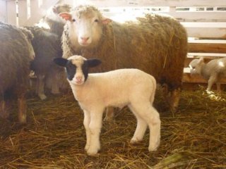 Возродить рентабельное овцеводство