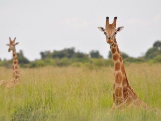 Ангольские жирафы в Дамараленде (северо-запад Намибии)