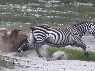 Но зебра оказалась довольно решительным противником