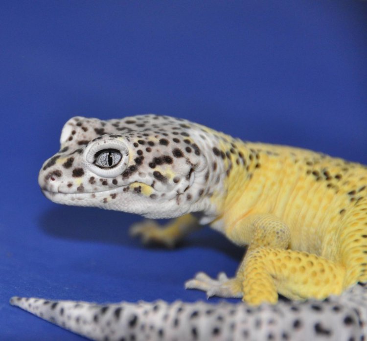 Ген, отвечающий за окрас геккона Lemon Frost, связан с раком кожи