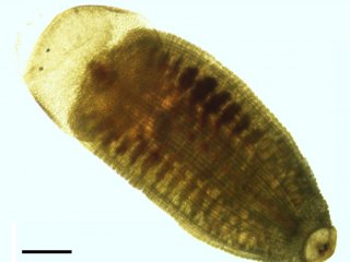 Holotype 001_D