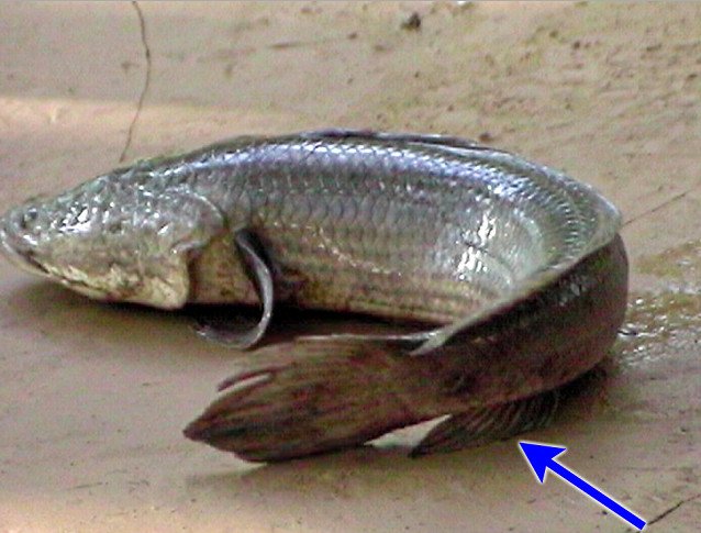 Змееголов Рыба Фото