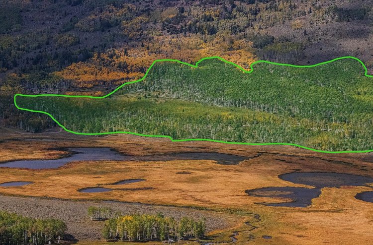 Ареал клональной колонии Пандо в Национальном Лесу Фишлейк, штат Юта, США, 2017 год. Фото: Википедия 