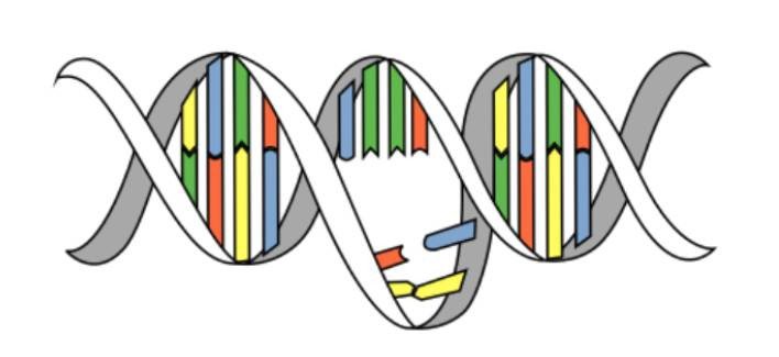 Художественная иллюстрация гена с мутацией. Источник: Википедия