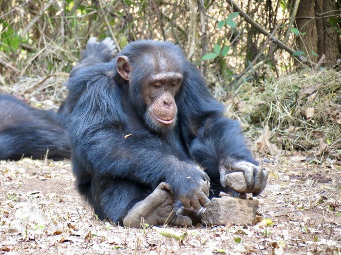 Шимпанзе, как и люди, копируют поведение друг друга 