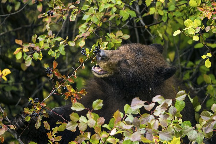 Черный медведь ест ягоды боярышника. Крупные животные могут рассеивать семена на большие расстояния