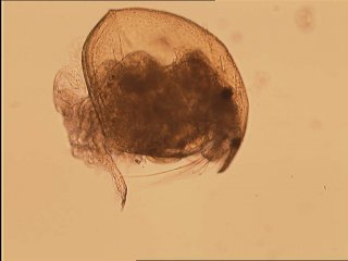 Рачок под микроскопом: самец Chydorus biovatus (Cladocera)