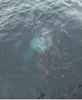Поток пузырькового метана, поднимающийся через толщу воды в Восточно-Сибирском море 