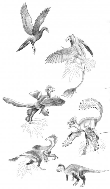 Динозавры идут на взлет (снизу вверх): кулиндадромей (Kulindadromeus), бейпяозавр (Beipiaosaurus), симиликаудиптерикс (Similicaudipteryx), анхиорнис (Anchiornis), жэхольорнис (Jeholornis), янорнис (Yanornis). Иллюстрация Алины Коноваленко для книги А.Ю. Журавлева «Летающие жирафы, мамонты-блондины, карликовые коровы».