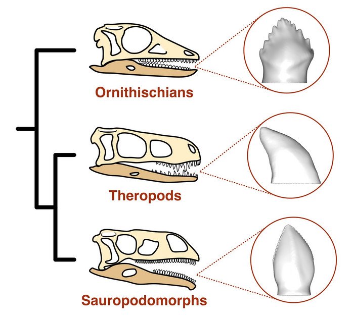 Ранние предки травоядных динозавров были всеядными