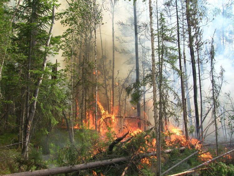 Лесной пожар. Фото ФИЦ КНЦ СО РАН