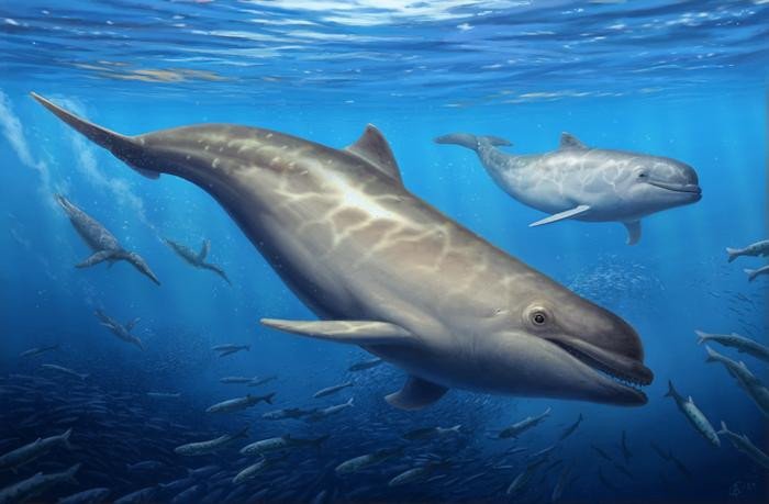 Открыт новый вид зубатых китов, живших 28 миллионов лет назад