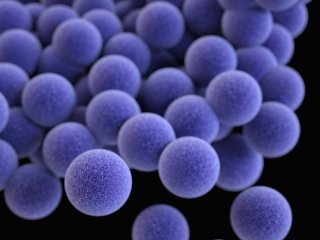 Новый метод борьбы со стафилококком. Источник: CDC / Фотобанк Unsplash