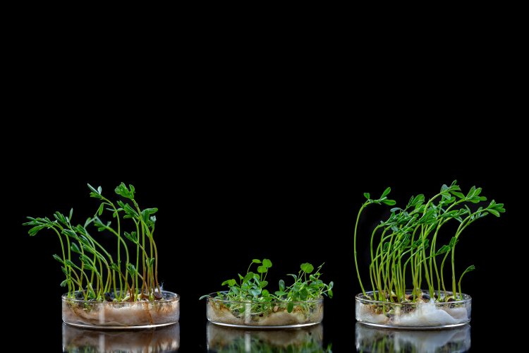 Химики создали вещество, стимулирующее рост растений. Изображение: chassenet / Фотобанк 123RF 