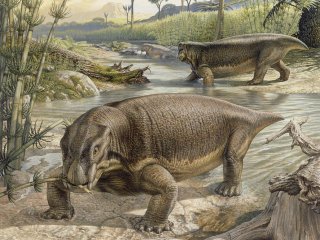 Пермская фауна. Листрозавры кормятся возле ручья. Иллюстрация: John Sibbick
