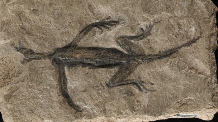Tridentinosaurus antiquus был обнаружен в итальянских Альпах в 1931 году и считался важным образцом для понимания ранней эволюции рептилий, но теперь было установлено, что это частично подделка