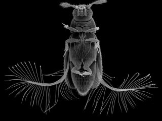 Жук перокрылка Paratuposa placentis с расправленными крыльями. Одно из мельчайших свободноживущих насекомых (длина тела 0,35 мм). Сканирующая электронная микроскопия. Фото из архива Алексея Полилова