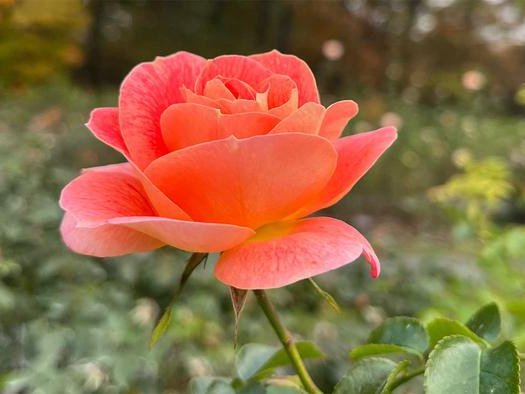 Роза в Нью-Йоркском ботаническом саду; некоторые сорта растут в естественных условиях “без шипов”. Джек Саттерли, постдок Липпмановской лаборатории CSHL, обратился в Ботанический сад. Фото: Jack Satterlee/Cold Spring Harbor Laboratory