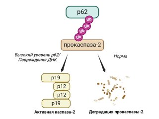 Механизм р62-зависимой регуляции каспазы-2. Источник Павел Волик