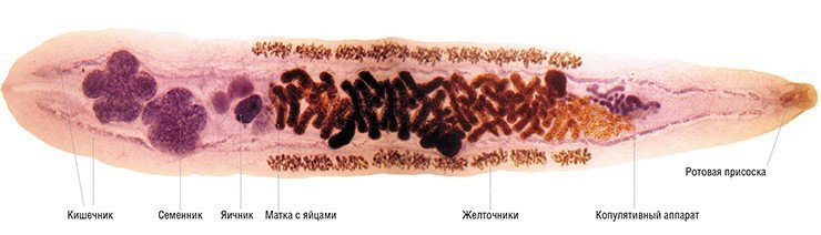 Opisthorchis felineus. Фото В. Гуляева