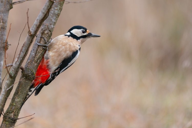 Фото: mriyawildlife / ru.123rf.com
