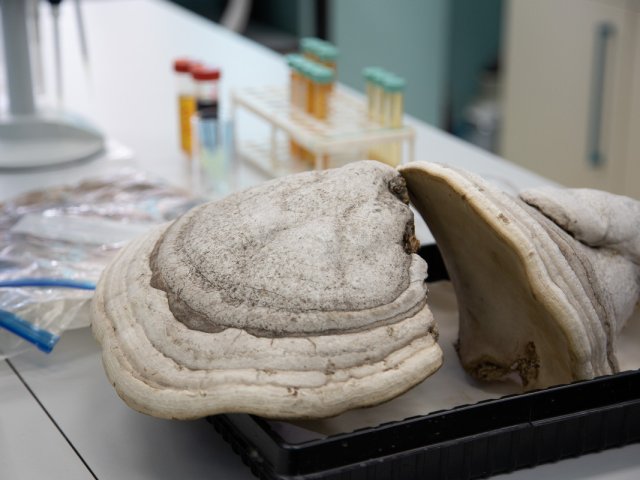 Трутовые грибы, собранные в лесах Свердловской области. Фото пресс-служба УрФУ