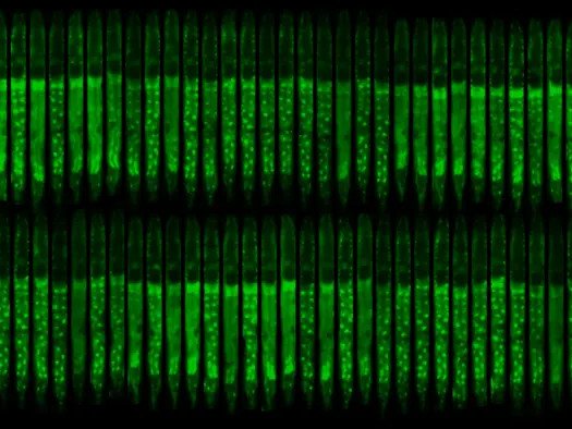 Последующие изображения одного и того же червя в динамике, при этом DAF-16 подсвечивается зелёным. На микроскопическом изображении видно, как DAF-16 может распределяться по цитоплазме клеток (сплошная зелёная область). Фото: AMOLF / Jeroen van Zon