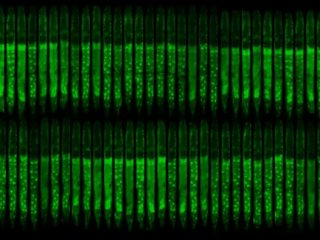 Последующие изображения одного и того же червя в динамике, при этом DAF-16 подсвечивается зелёным. На микроскопическом изображении видно, как DAF-16 может распределяться по цитоплазме клеток (сплошная зелёная область). Фото: AMOLF / Jeroen van Zon