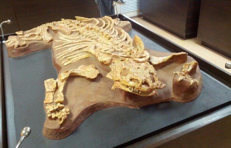 © Мария Шевченко/ ТАСС