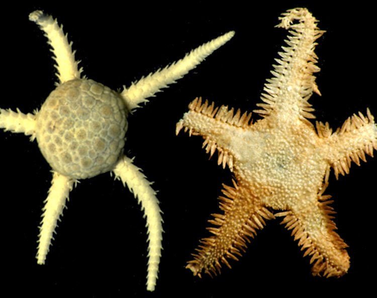 Abyssura brevibrachia and Ophiambix aculeatus. Фото: Зоологический музей МГУ