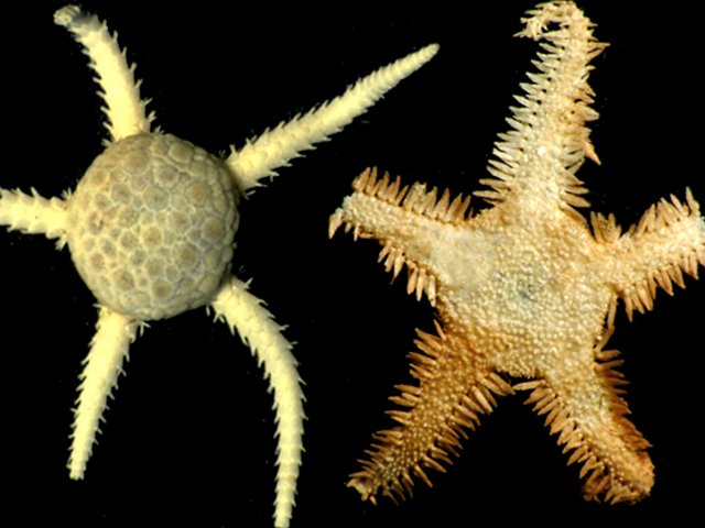 Abyssura brevibrachia and Ophiambix aculeatus. Фото Зоологический музей МГУ