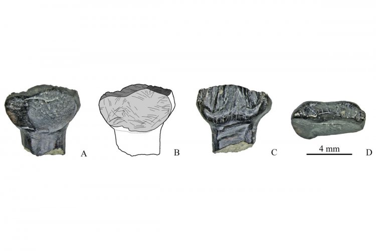 Зубы стегозавров, найденные на местонахождении у ручья Тээтэ (Республика Саха), в разных плоскостях / Pavel Skutschas