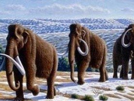 Мамонты вымирали несколько тысяч лет
