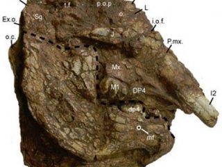 Китайские палеонтологи нашли неизвестного синомастодона