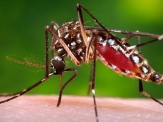 Комар - самый злостный убийца в мире, согласно Биллу Гейтсу