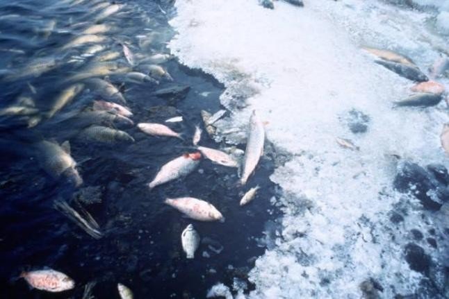 Рыбы, птицы и беспозвоночные все чаще умирают скопом
