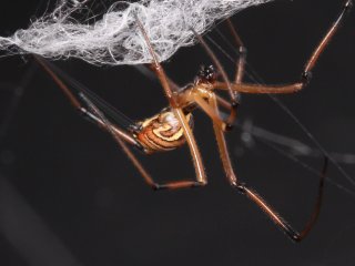 Самцы паука вида «черная вдова» портят паутину самок, чтобы отвадить соперников