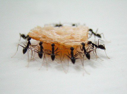 Как сумасшедшие муравьи носят сумасшедшие тяжести