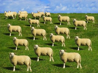 Европарламент одобрил запрет клонирования сельскохозяйственных животных