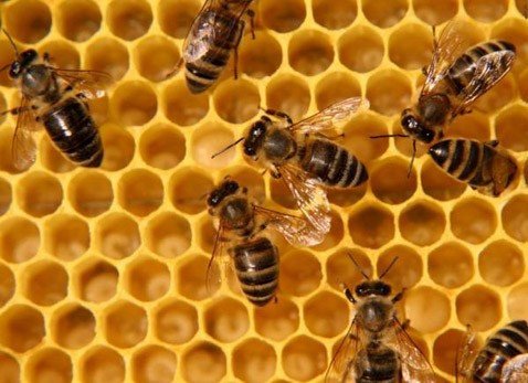 Конкуренция генов у пчел подтверждает теорию альтруизма