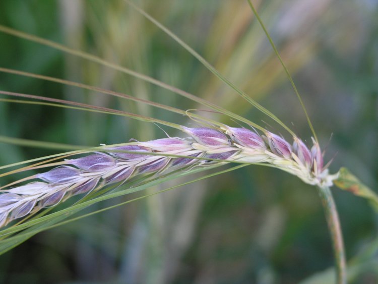 Российские ученые усовершенствуют свойства пшеницы