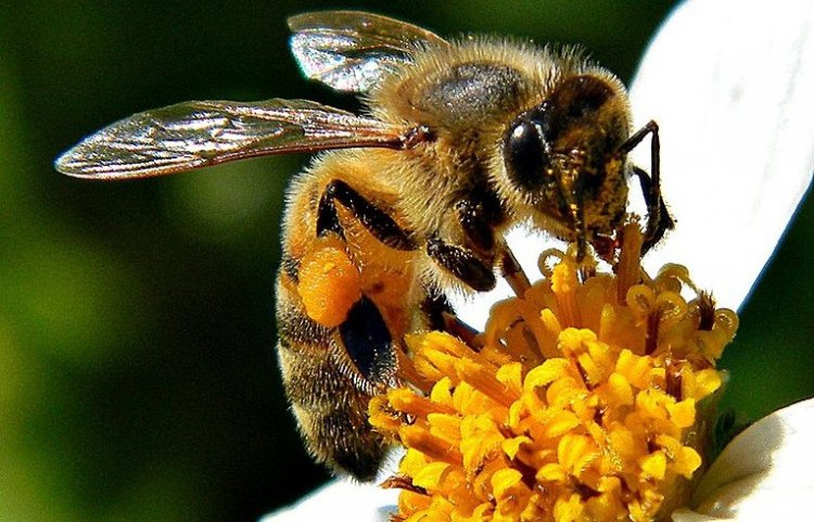 Пчелы прочно держат пыльцу