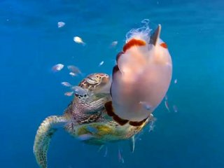 Морские черепахи научились ловить добычу ластами