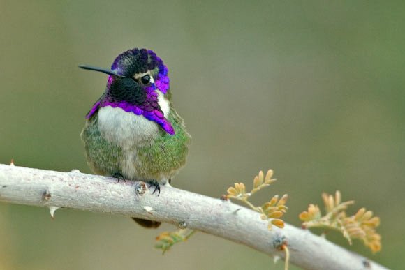 Самцы колибри «поют» серенады с помощью оперения на хвосте