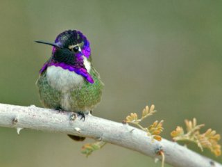 Самцы колибри «поют» серенады с помощью оперения на хвосте