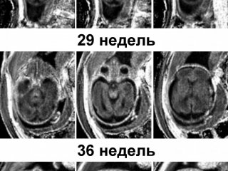Фото предоставлено исследователями
