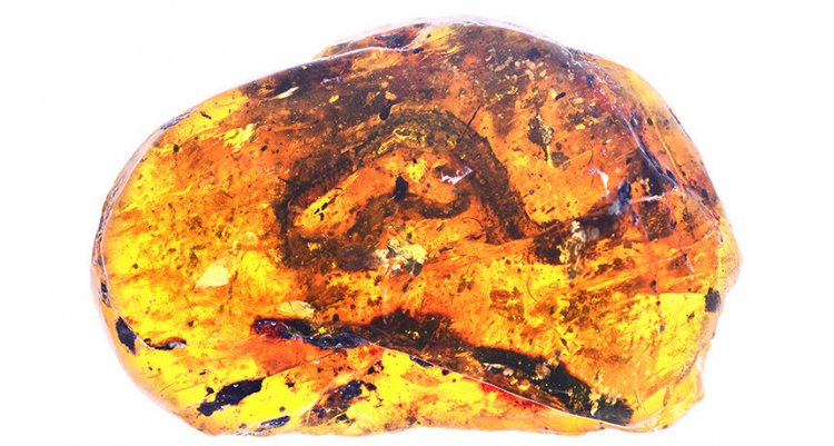 В Мьянме найдены останки змееныша мелового периода, сохранившиеся в янтаре